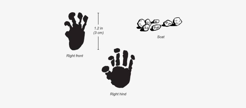 Senegal Bushbaby Tracks - Bush Baby Tracks, transparent png #4039788