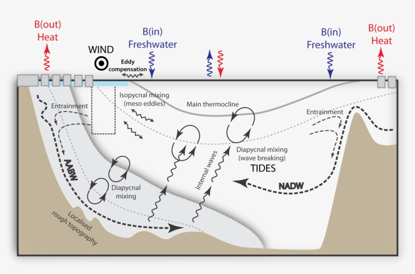 Moc Drivers Cartoon - Carbon Isotopes Ocean Circulation, transparent png #4041349