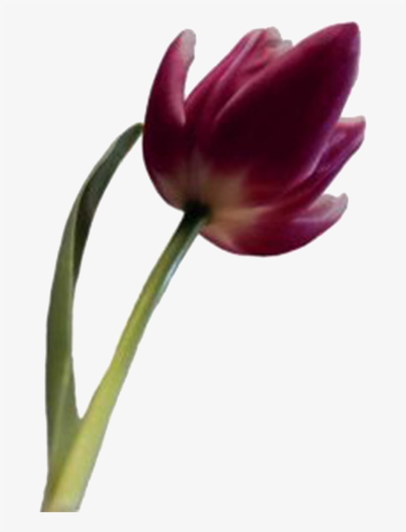 Web Flower Ca - Flower, transparent png #4043163