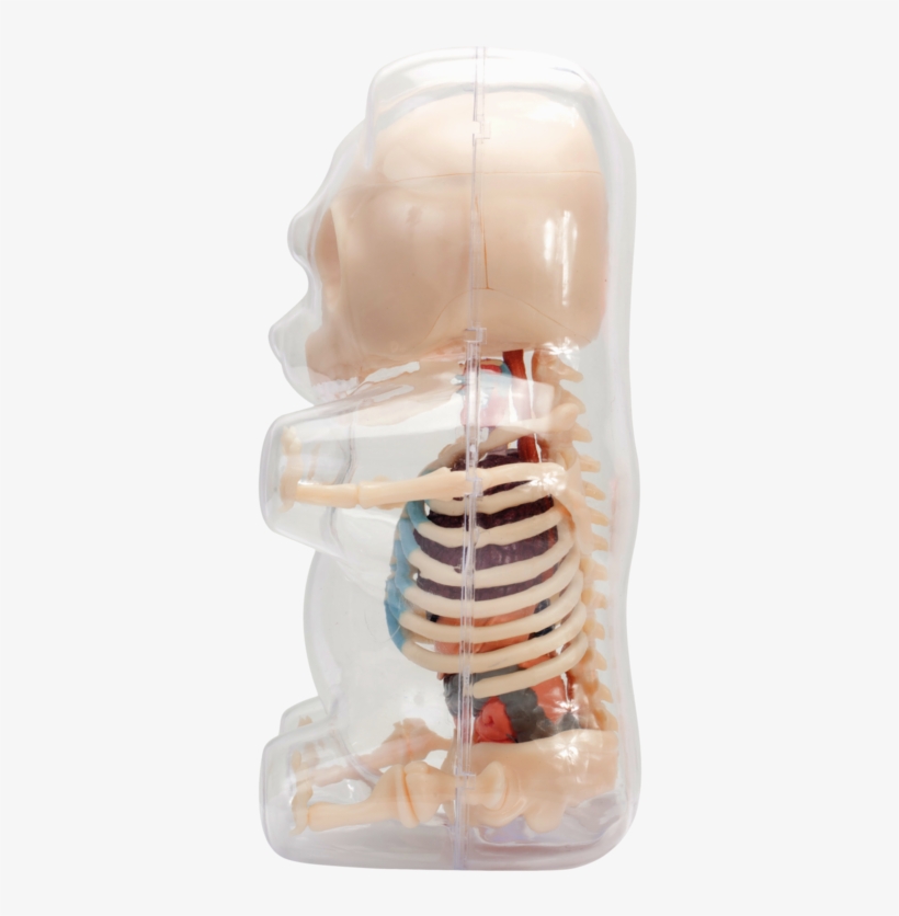 Radiology, transparent png #4044445