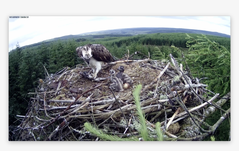 Chick 1 Has Left A Mark On Chick 2 Forestry Commission - Osprey, transparent png #4045674