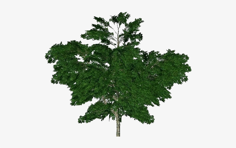 Árboles 3d - Plátano Común - London Plane, transparent png #4045763