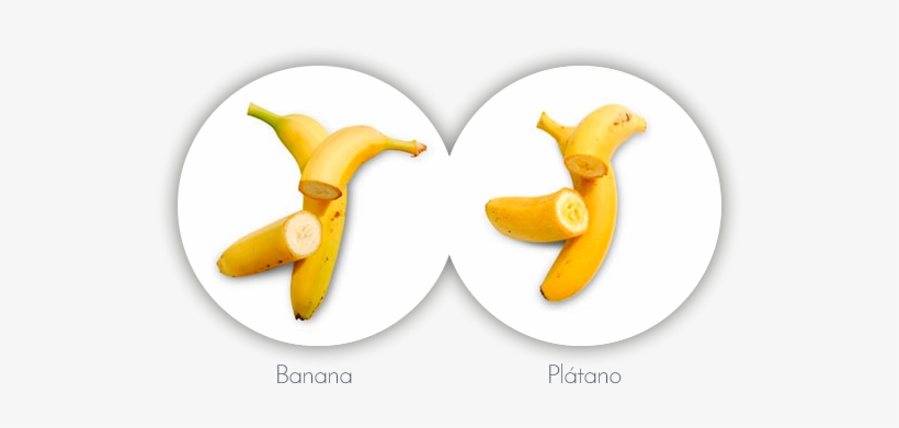Diferencias Entre El Plátano De Canarias Y La Banana - Banana, transparent png #4045846