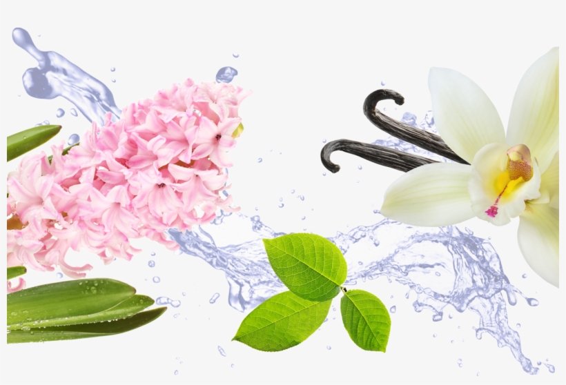 If You Like Hyacinth, You'll Also Love - Blackhead Remover Mask + Blackheads Remover Tool Kit, transparent png #4046313