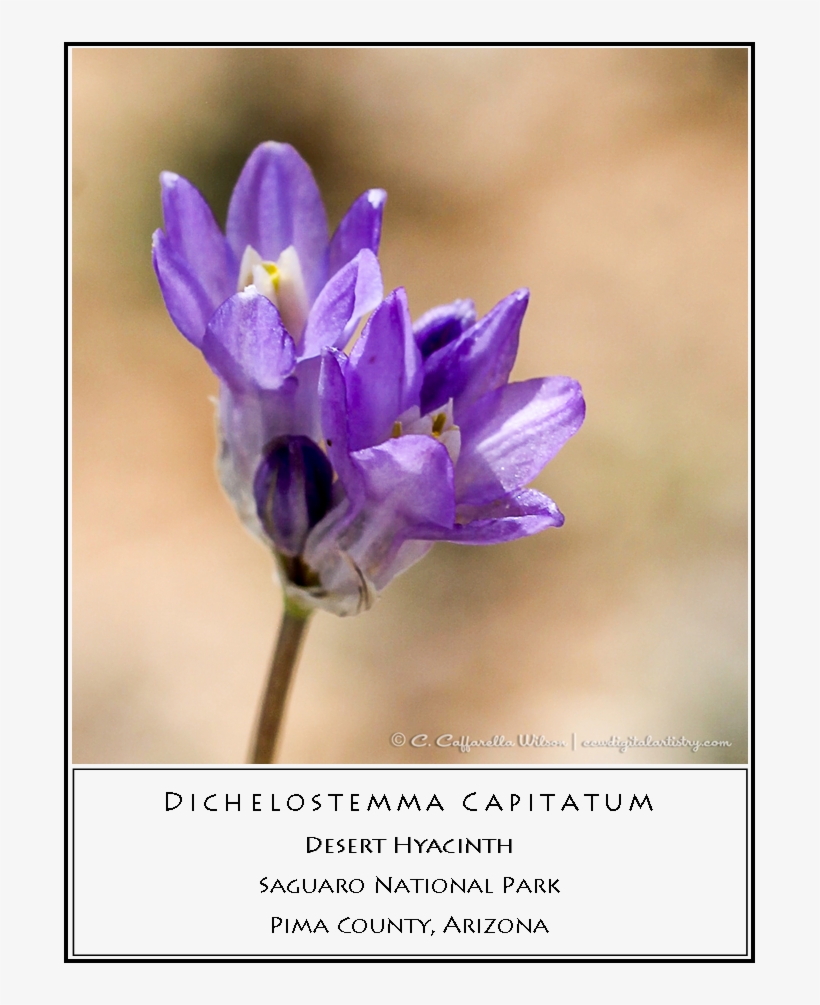 Swft20 Desert Hyacinth - Cistanche Tubulosa, transparent png #4046344