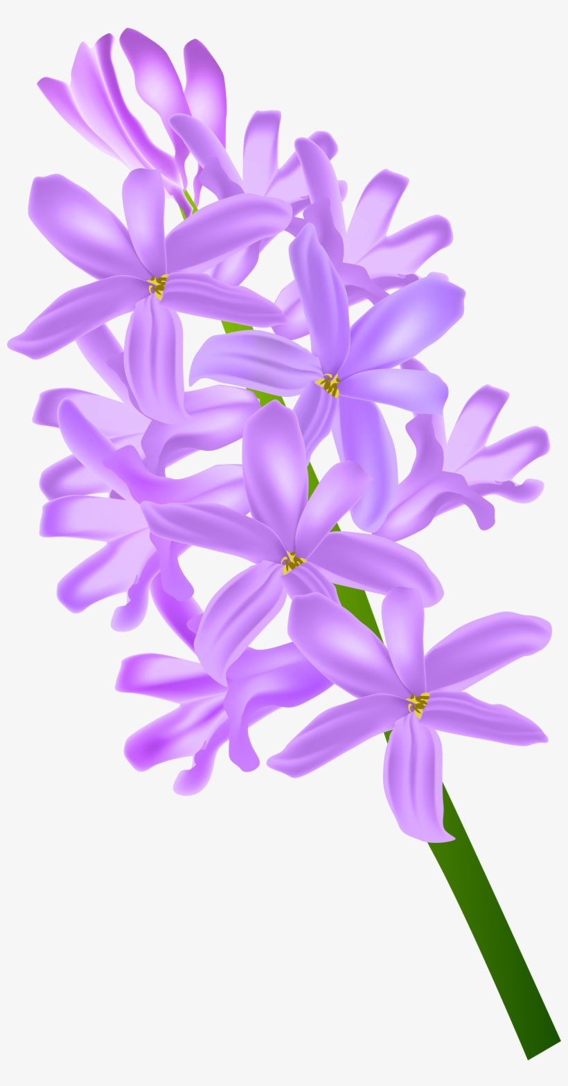 Hyacinth Png, transparent png #4046352