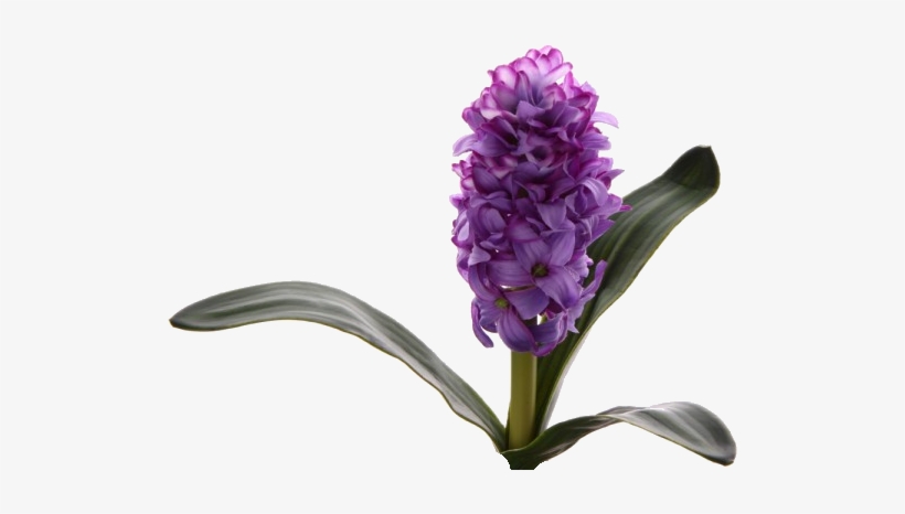 Hyacinths - Fleur Jacinthe Png, transparent png #4046494