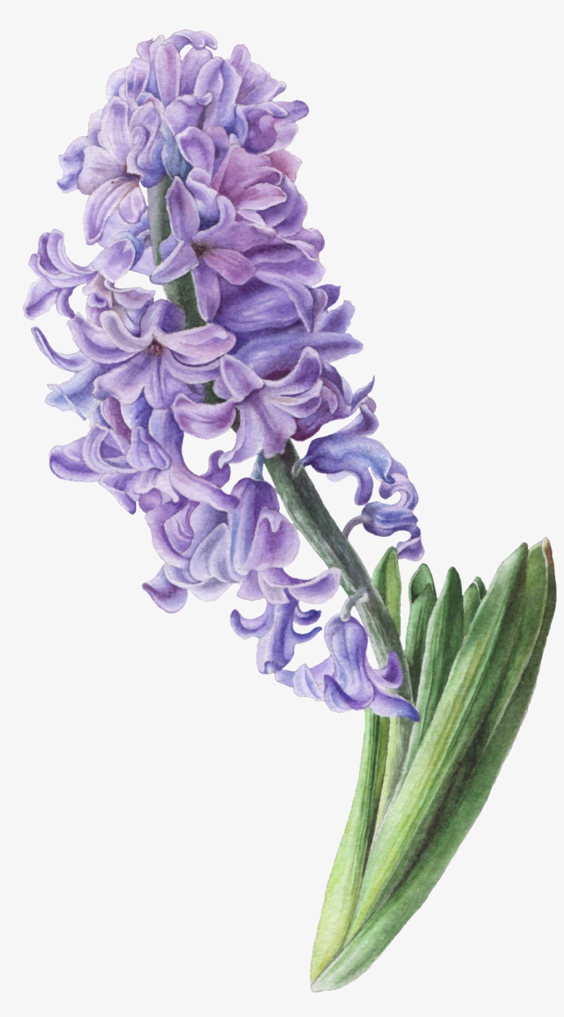 Pintado A Mano De Una Cadena De Hyacinth Png Transparente - Hyacinth Illustration, transparent png #4046573