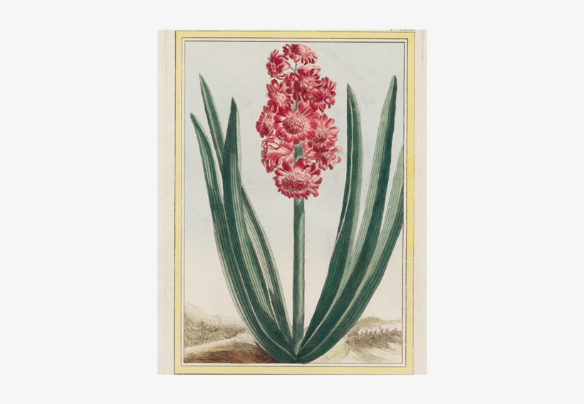 Hyacinth - Giclee Painting: Buchoz's Royal Crimson, C.1766, 24x18in., transparent png #4046596