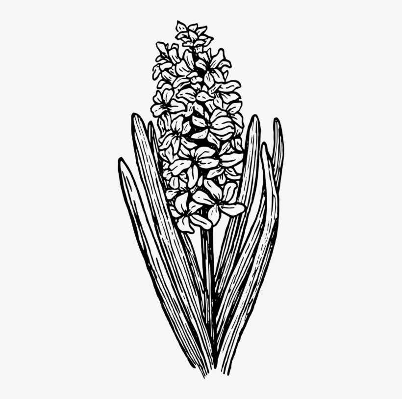 Hyacinth Computer Icons Drawing Download Bulb - Hyacinth Clip Art, transparent png #4046655