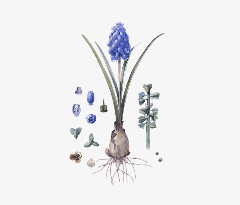 Grape Hyacinth, transparent png #4046790