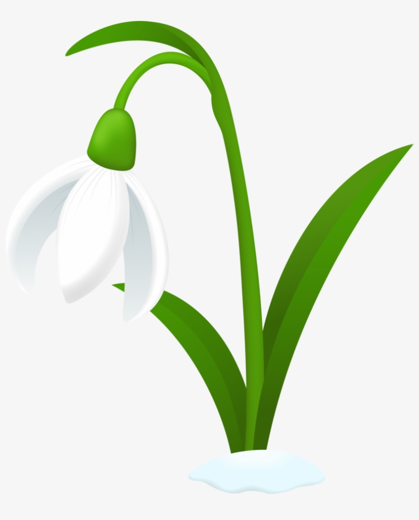 Hyacinth Clipart Snowdrop - Snowdrop Clipart, transparent png #4046974