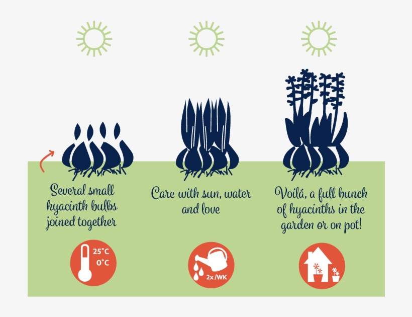 Info Engels - Infographic, transparent png #4047158