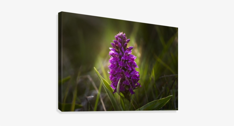 Close Up Of A Pink Hyacinth - Posterazzi Close Up Of A Pink Hyacinth; South Shields,, transparent png #4047354