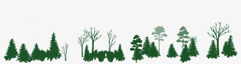 Www - Fws - Gov/chesapeakebay - White Pine, transparent png #4047355