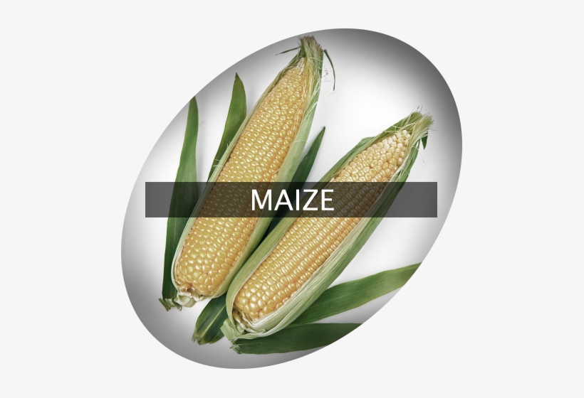 Landingimage Igrow Maize - Maize, transparent png #4047436