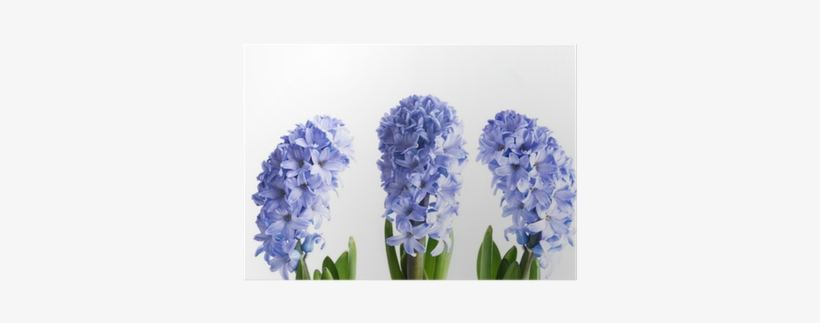 Hyacinth, transparent png #4047486