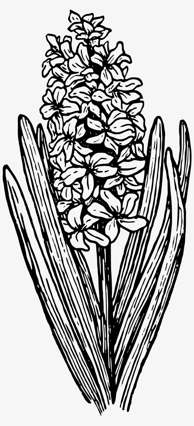 Other Clipart - Hyacinth Line Art, transparent png #4047553
