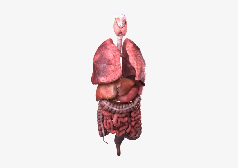 9297106, Internal Organs - Organ, transparent png #4047554