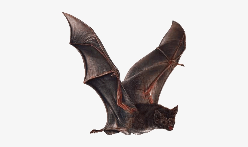 Vampire Bat - Vampire Bat Wings, transparent png #4047952