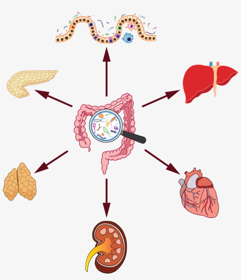 Gut Microbiome Organ Effect - Organ, transparent png #4048020