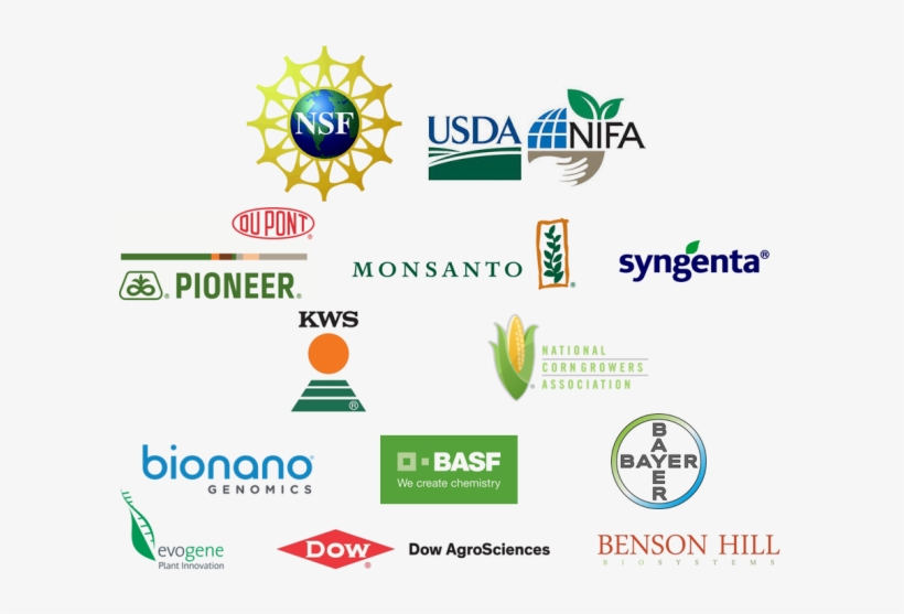 Interested In Becoming A Sponsor Of The Maize Genetics - National Science Foundation, transparent png #4048041
