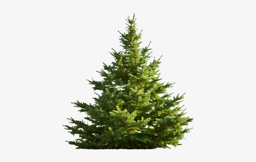 Sitkaspruce-big - All Is Bright Dvd, transparent png #4049103