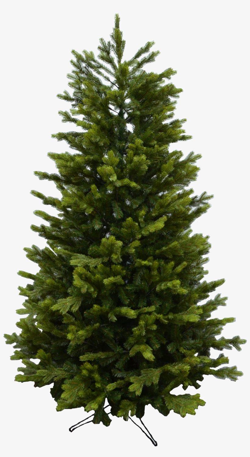 Spruce Png, transparent png #4049387