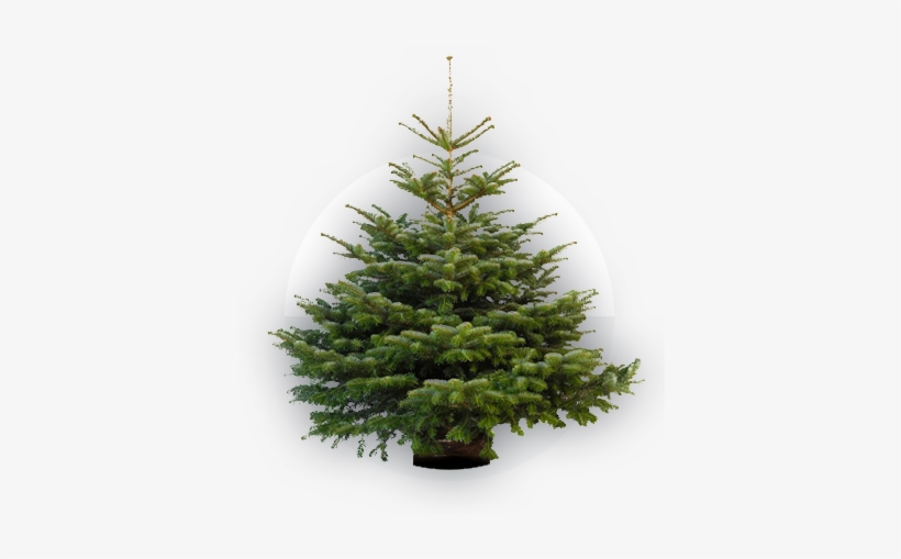 Nordmann - Prix Sapin En Pot, transparent png #4049471