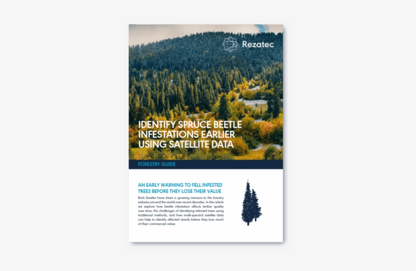 Download Forest Pest Guide - Dendroctonus Rufipennis, transparent png #4049743