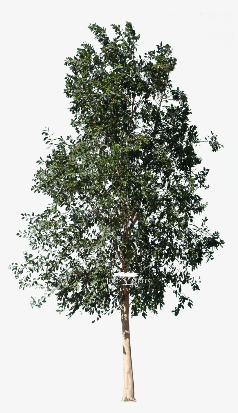 Syzygium Guineense - Portable Network Graphics, transparent png #4049798