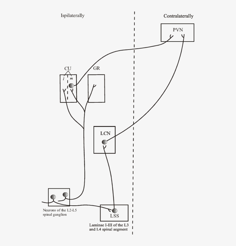 Neuronal Pathways From Nipples To Hypothalamus - Diagram, transparent png #4050260