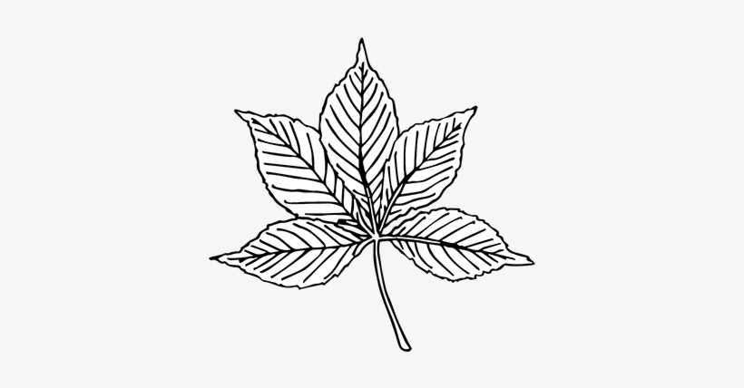 Compound - Compound Leaf Black And White, transparent png #4051651