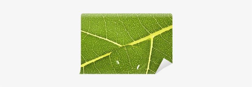 Tree, transparent png #4051670