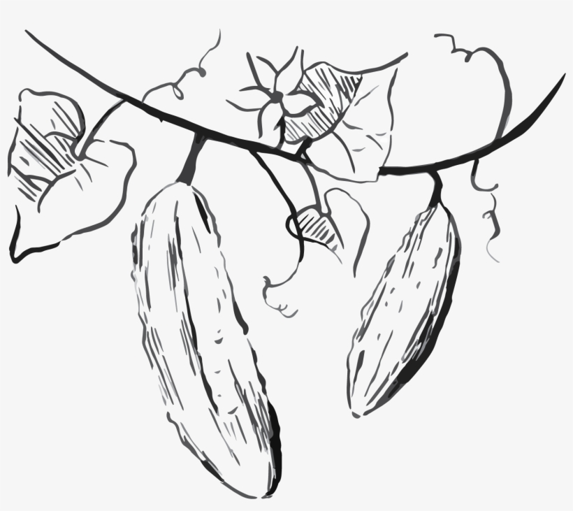 Tzatziki Sauce - Line Art, transparent png #4051792