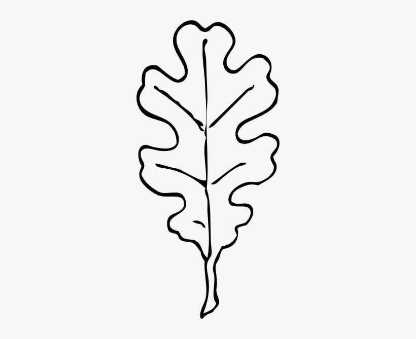 Oak Leaf Outline Clip Art At Clker - Oak Leaf Black And White, transparent png #4051894