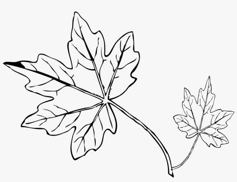 Pumpkin Leaf Outline Image Library Techflourish Collections - Coloring Page Fall Leaf, transparent png #4051973