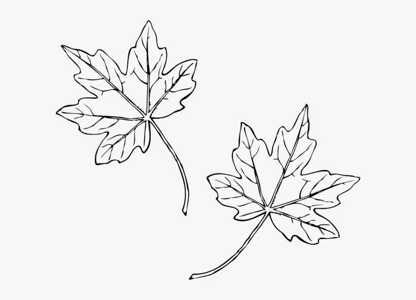 Leaf Clip Art Maple Outline, transparent png #4052063