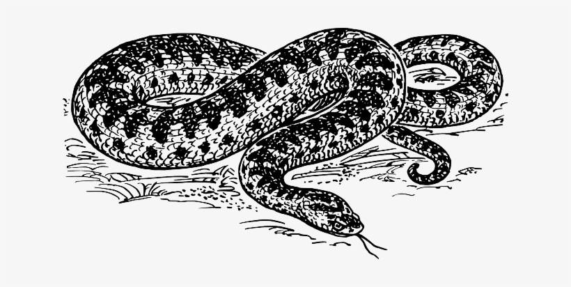 Zigzag Viper Is The Only Venomous Snake Found In Poland - Serpiente En Blanco Y Negro, transparent png #4053475