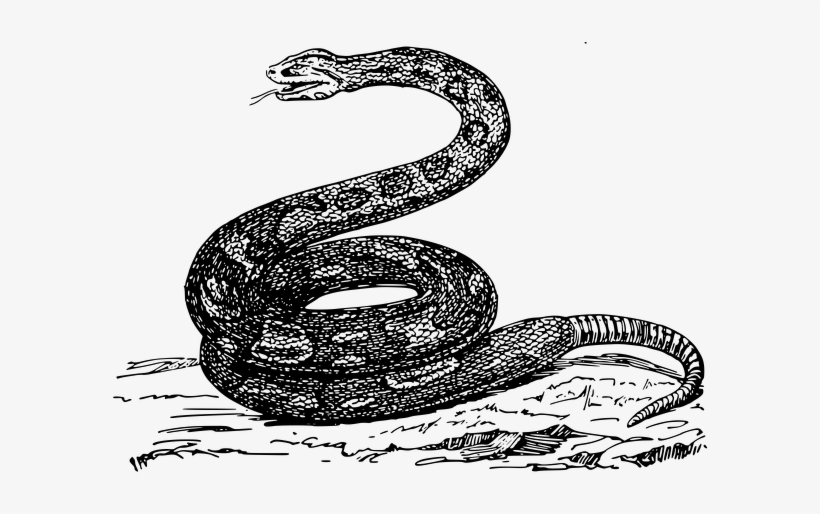 صورة افعى Png, transparent png #4053531