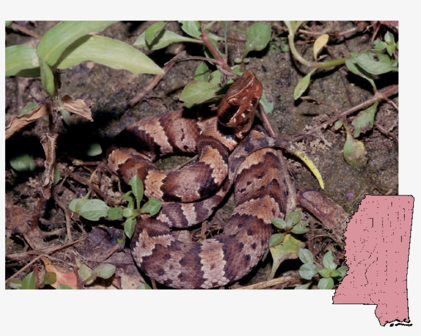 Cottonmouth - Poisonous Snakes In Mississippi, transparent png #4053603