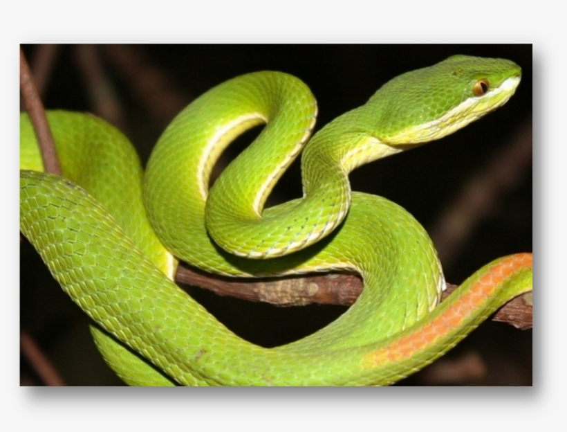 White Lipped Pit Viper Halodhia Viper - Indian Pit Viper, transparent png #4053723