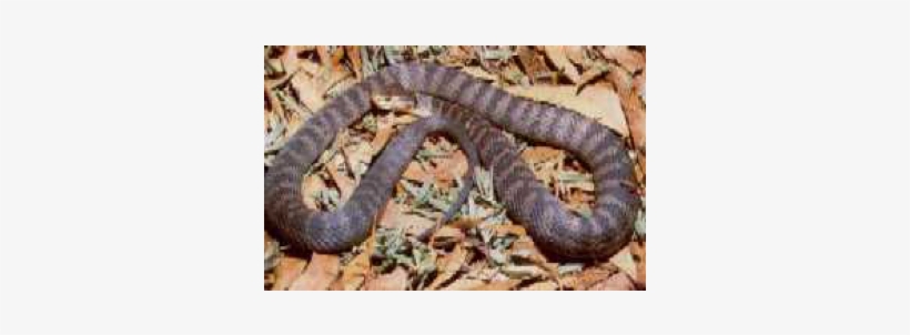 Rough Scaled Snake - Rough-scaled Snake, transparent png #4053786
