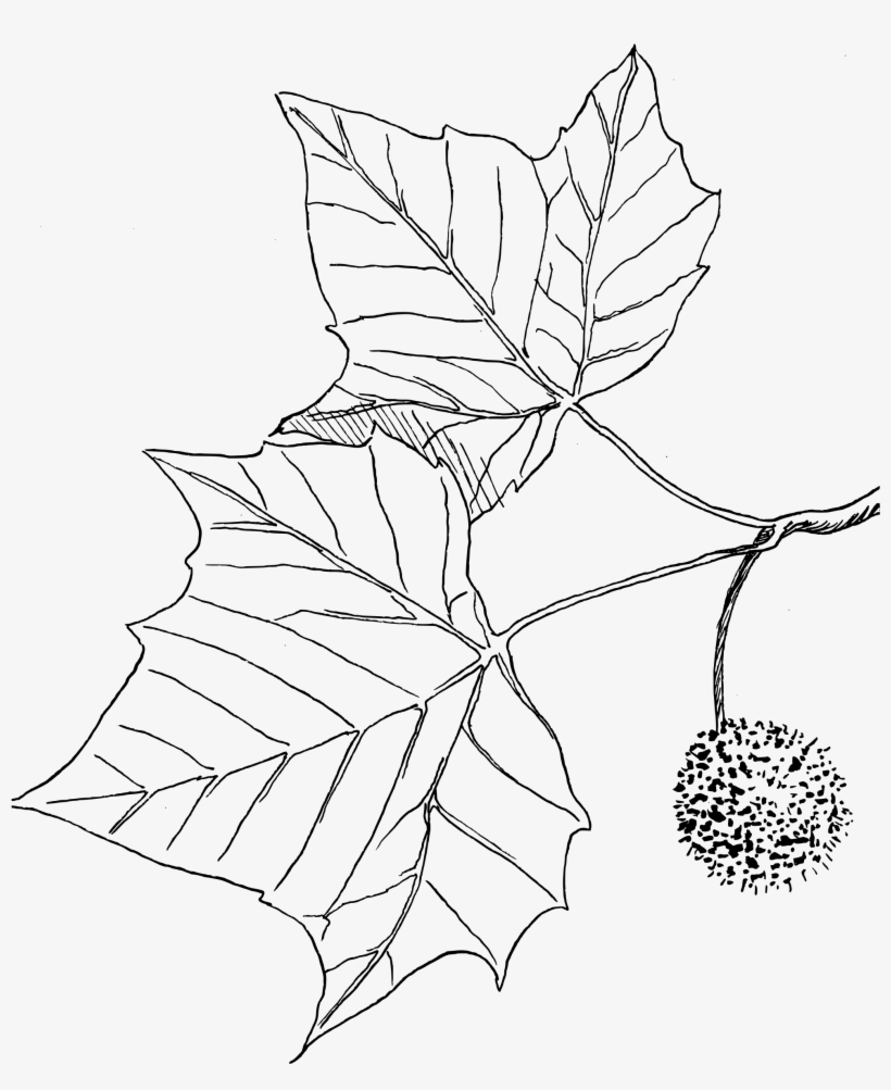 Sycamore Png, transparent png #4054004