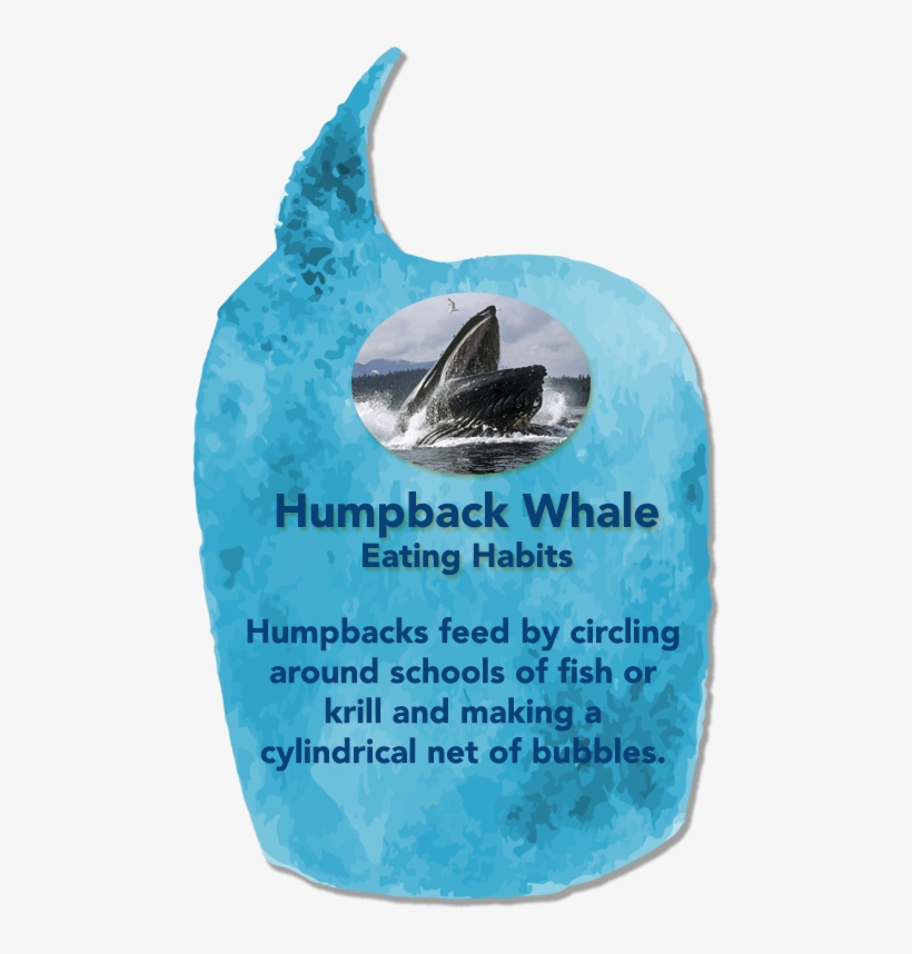 Humpbackwhale02 - Humpback Whale Mouth, transparent png #4054110