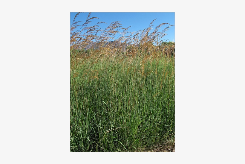 Antler - Antler King, transparent png #4054748