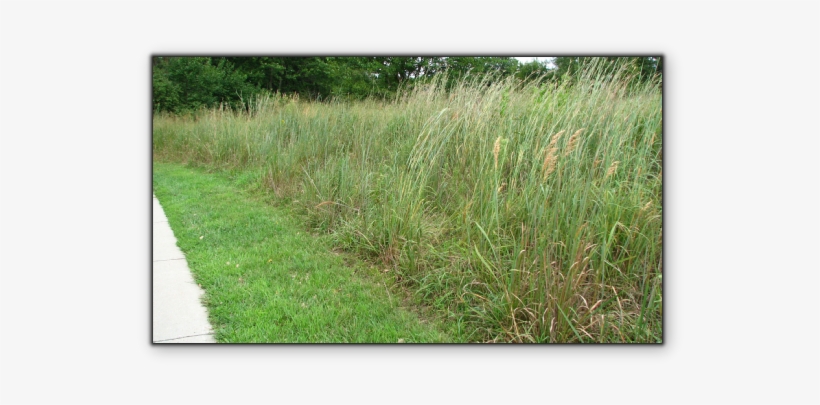 Crested Wheatgrass - Crested Wheatgrass Lawn, transparent png #4054930