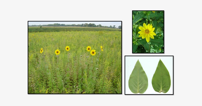 Rosinweed - Field Marigold, transparent png #4055179