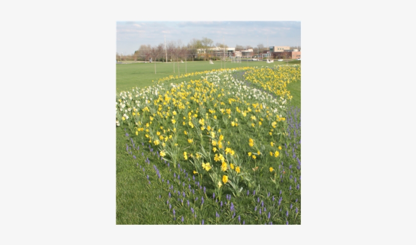 April 5- Blue Star Marker Dedication - Garden, transparent png #4055328
