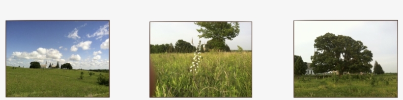 Prairie Notes - Sweet Grass, transparent png #4055483